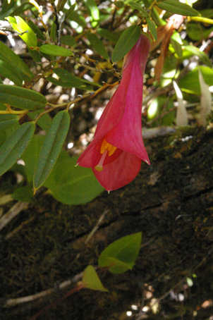 philesia 2